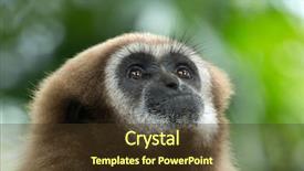 Presentation with gibbon - Slide set having gibbon close- up face background and a tawny brown colored foreground