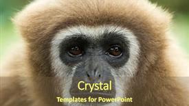  Presentation with gibbon - Beautiful slide deck featuring gibbon close- up face backdrop and a tawny brown colored foreground