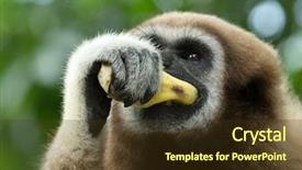  Presentation with gibbon - Presentation theme consisting of gibbon close- up face background and a tawny brown colored foreground