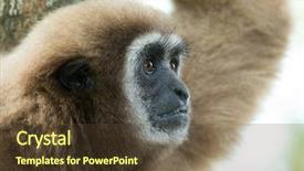  Presentation with gibbon - Presentation theme having gibbon close- up face background and a tawny brown colored foreground