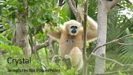  Presentation with gibbon - Presentation theme having gibbon hanging on tree background and a  colored foreground