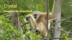  Presentation with gibbon - Presentation theme featuring gibbon hanging on tree background and a  colored foreground