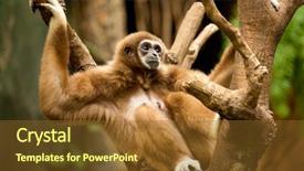  Presentation with gibbon - Colorful slide set enhanced with gibbon in a tree backdrop and a tawny brown colored foreground