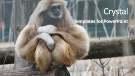  Presentation with gibbon - Beautiful presentation design featuring gibbon on a trunk backdrop and a gray colored foreground