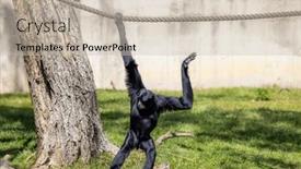  Presentation with gibbon - Slide set featuring gibbon-on-the-tree background and a soft green colored foreground