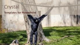  Presentation with gibbon - PPT layouts enhanced with gibbon-on-the-tree background and a soft green colored foreground