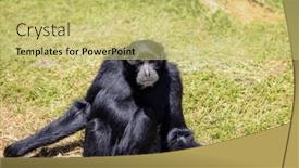  Presentation with gibbon - Presentation theme with gibbon-on-the-tree background and a yellow colored foreground