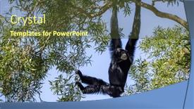  Presentation with gibbon - Presentation theme with gibbon-on-the-tree background and a tawny brown colored foreground