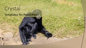  Presentation with gibbon - PPT layouts enhanced with gibbon-on-the-tree background and a yellow colored foreground