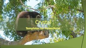 Presentation with gibbon - Audience pleasing theme consisting of gibbon sitting in a tree backdrop and a tawny brown colored foreground