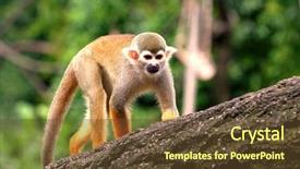  Presentation with gibbon - Audience pleasing presentation theme consisting of gibbon backdrop and a  colored foreground