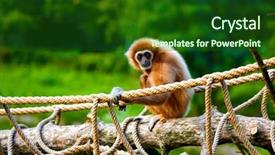  Presentation with gibbon - Slides featuring gibbon background and a  colored foreground