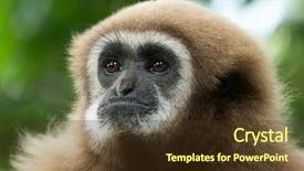  Presentation with gibbon - Slides with gibbon background and a tawny brown colored foreground