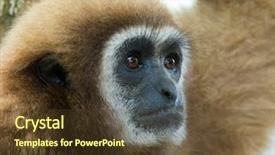  Presentation with gibbon - Theme consisting of gibbon background and a  colored foreground
