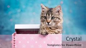  Presentation with persian - Presentation theme consisting of gift box at christmas background and a lemonade colored foreground