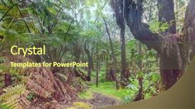  Presentation with rainforest - Theme having gigant fern trees in rainforest background and a tawny brown colored foreground