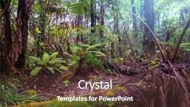  Presentation with fern - Cool new theme with gigant fern trees in rainforest backdrop and a tawny brown colored foreground