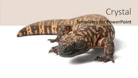  Presentation with animal pets on white - Amazing presentation theme having gila monster - heloderma suspectum poisonous backdrop and a coral colored foreground