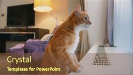  Presentation with ginger - Slide deck featuring ginger-cat-by-the-window background and a tawny brown colored foreground