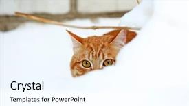  Presentation with snow cat - Amazing presentation having ginger cat in snow on brick wall background backdrop and a cool aqua colored foreground