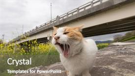  Presentation with free cat - Audience pleasing slide deck consisting of ginger cat sit near backdrop and a gray colored foreground