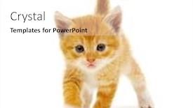  Presentation with ginger - PPT theme consisting of ginger-cat-sitting-on-white background and a white colored foreground