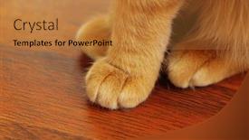  Presentation with ginger - Presentation design featuring ginger cat sitting on wooden background background and a gold colored foreground