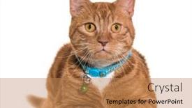  Presentation with blue green - Slide set featuring ginger-crossbreed-cat-wearing background and a coral colored foreground
