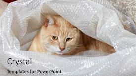  Presentation with domestic animal - Cool new theme with ginger domestic cat portrait animal at home backdrop and a light gray colored foreground