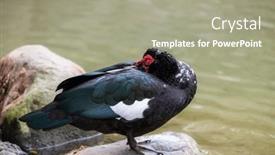  Presentation with pond - Slide deck featuring ginger-duck-stand background and a gray colored foreground