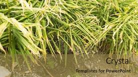  Presentation with funeral farm - Cool new presentation theme with ginger farm in luye taitung backdrop and a gold colored foreground