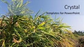  Presentation with asia - PPT theme consisting of zingiber officinale - ginger farm in luye taitung background and a light blue colored foreground