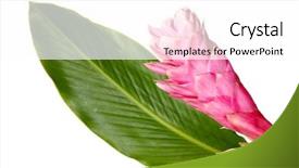  Presentation with soft white flower - PPT theme consisting of ginger flower and leaf isolated background and a white colored foreground