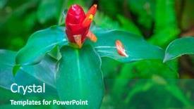  Presentation with ginger plant - Presentation design with ginger flower background and a ocean colored foreground