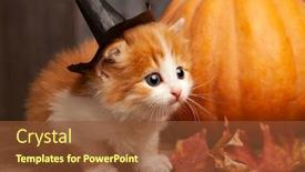  Presentation with ginger - Amazing slides having ginger-kitten-and-halloween-pumpkin backdrop and a tawny brown colored foreground