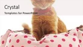  Presentation with carpet - Beautiful slide deck featuring pink kitty - ginger kitten lying in his backdrop and a lemonade colored foreground