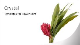  Presentation with lily flower - Presentation theme consisting of ginger-lily-stalk-and-flower background and a white colored foreground