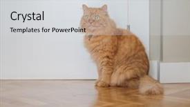  Presentation with walking cat - Presentation theme enhanced with ginger long hair cat walk background and a light gray colored foreground