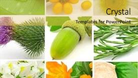  Presentation with herbs - Colorful theme enhanced with ginger plant - herbs backdrop and a yellow colored foreground