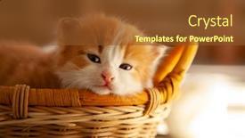 Presentation with sleep - Presentation design consisting of ginger-small-kitten-sleep background and a tawny brown colored foreground