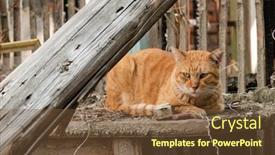  Presentation with abandoned - Beautiful presentation theme featuring ginger-stray-cat-sit backdrop and a tawny brown colored foreground