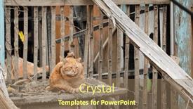  Presentation with abandoned - PPT theme enhanced with ginger-stray-cat-sit background and a violet colored foreground
