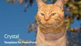  Presentation with oak tree - Cool new presentation theme with ginger tabby cat against an oak tree background backdrop and a ocean colored foreground