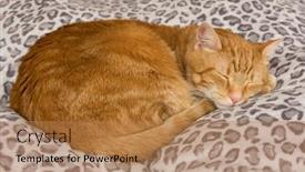  Presentation with ginger - Cool new presentation with ginger-tabby-cat-comfortably-asleep backdrop and a coral colored foreground