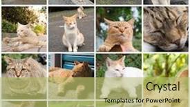  Presentation with corner - Slide deck consisting of ginger-tabby-cat-lying background and a yellow colored foreground