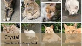  Presentation with corner - Colorful presentation theme enhanced with ginger-tabby-cat-lying backdrop and a coral colored foreground