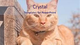  Presentation with step - Amazing presentation having ginger tabby cat resting on a wooden step looking at the viewer backdrop and a light blue colored foreground