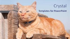  Presentation with step - Presentation theme consisting of ginger tabby cat resting on a wooden step looking to the left of the viewer background and a sky blue colored foreground