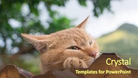  Presentation with free cat - PPT theme having music - young man playing violin background and a wine colored foreground