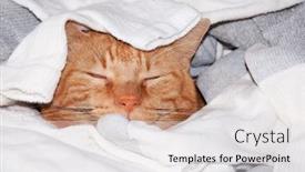  Presentation with heaven - Slide deck enhanced with ginger tabby cat sleeping in clean laundry - kitty heaven background and a white colored foreground